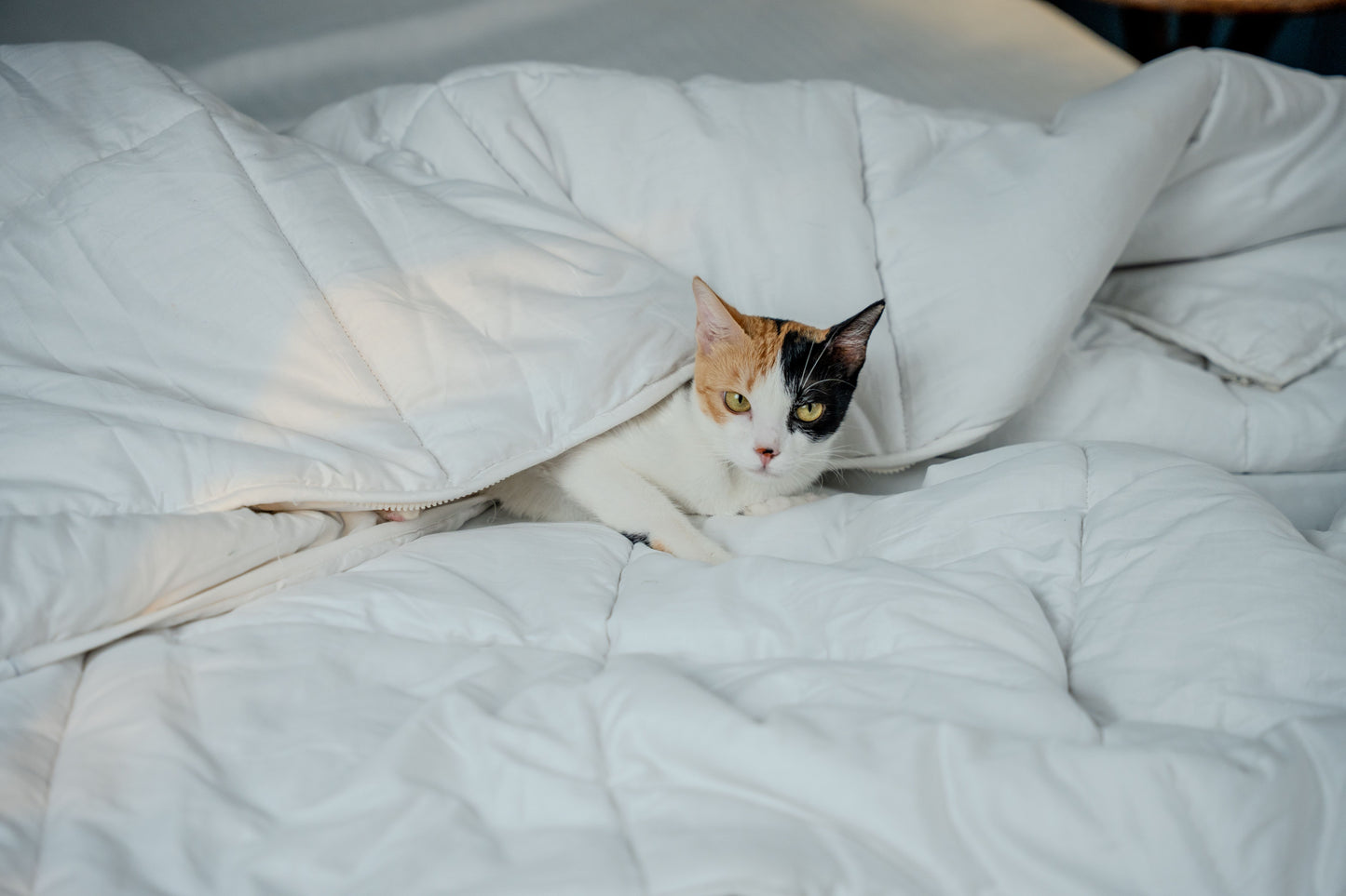 ZipAway™ Duvet Insert